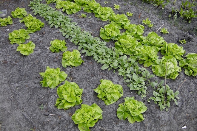 gratis zaden moestuin kinderopvang en bso