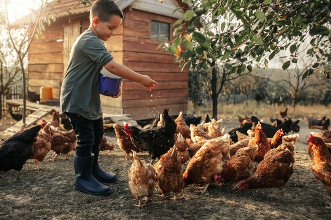 kind kippen boerderij