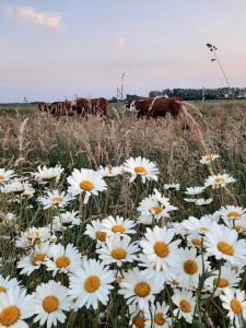 blog-jose-goes-de-speeltoestellen-in-mijn-gastouderopvang