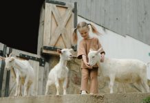Meisje aait een geit bij opvang op boerderij.