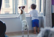 Peuter met hondje voor het raam