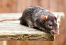 Keutels of aangevreten voedsel: last van muizen? Pet rats on a wooden background